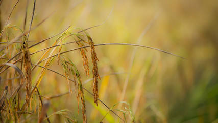 Obraz premium golden rice field 