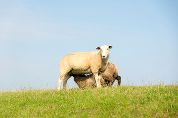 Obraz premium Mammal sheep on a dyke in front of blue sky