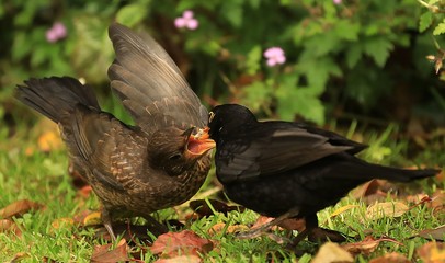 Feeding the children - garden birds