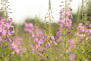 Pink flowers of fireweed (Epilobium or Chamerion angustifolium) in bloom. Flowering willow-herb or blooming sally.