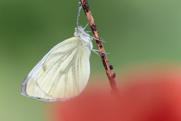 Butterfly 0002