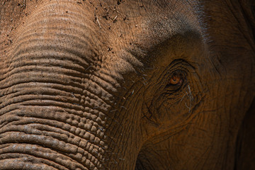Close up of the face of an asia elephant