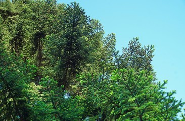 Obraz premium Fir branches against the sky