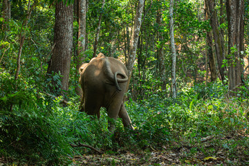 Elephant living in the jungle, It is feeding and greenery environment as the background