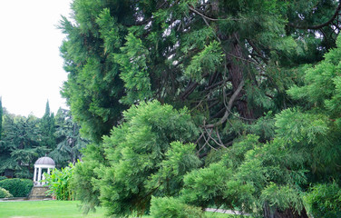 Sequoia tree in the Park