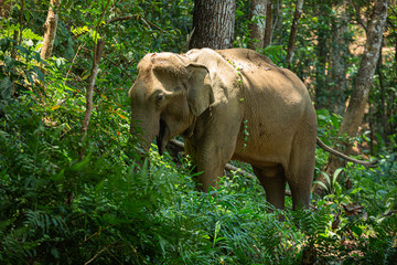 Elephant living in the jungle, It is feeding and greenery environment as the background