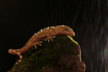 Gecko 0001