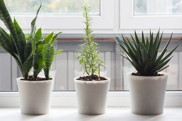 Bush rosemary in pot among home flowers on window sill