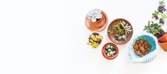 Transplant succulent. Ceramic flower pots ground soil and cactus.