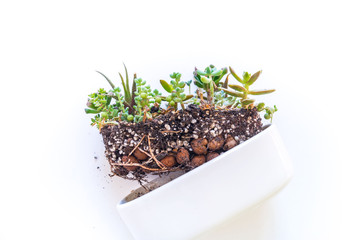 Garden fell of succulents in a white ceramic pot on a white background.