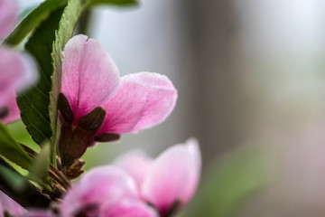 Close-up of Peach Blossoms Blooming on Peach Trees