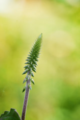 close up of green grass