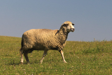 Sheep is walking on the meadow