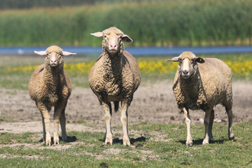 Three sheep on the floral summer pasture