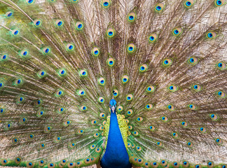 Obraz premium peacock with feathers out