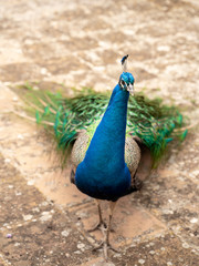 Fototapeta premium peacock with feathers
