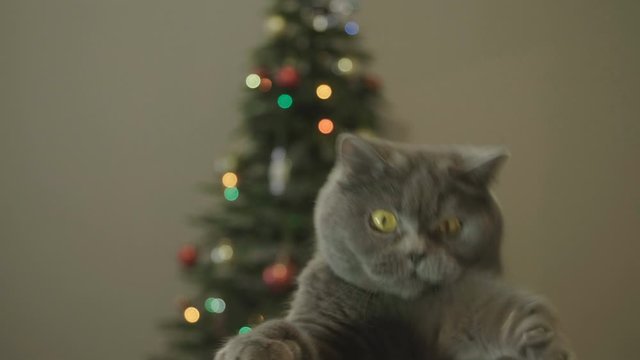 Cat with big eyes peeps out from under the table on Christmas tree background. British cat plays paws.  Cat celebrate Christmas and New Year. Christmas and New Year Decoration. 