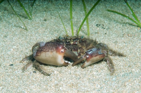 Bristly Crab, Hairy Crab (Pilumnus hirtellus), Black Sea, Crimea, Russia, Europe