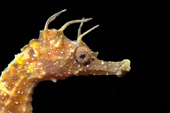 Short-snouted Seahorse (Hippocampus hippocampus), Black Sea, Crimea, Russia, Europe