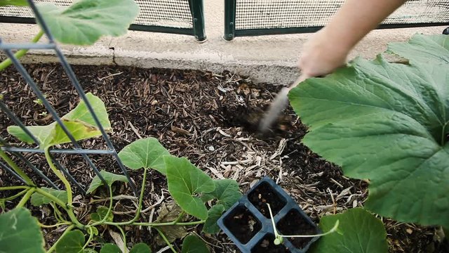 Digging a hole in a garden area to transplant a leggy sunflower seedling. The seedling has not had enough light. A butternut squash root is broken in the digging. There is mulch that needs to be clear