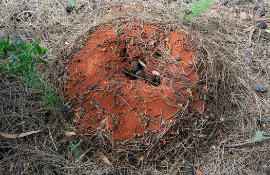 Anthill Red Desert  Northern Territory Australia