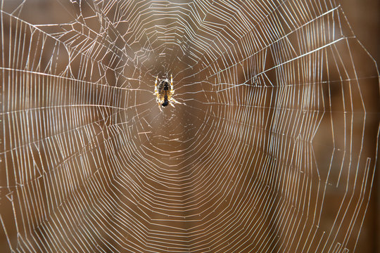 araneus quadratus garden spider web