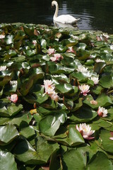 water lily in pond