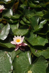 water lily