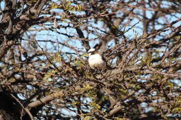 Southern White-crowned Shrike (Eurocephalus anguitimens)