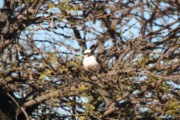 Southern White-crowned Shrike (Eurocephalus anguitimens)
