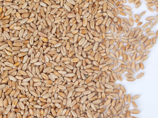 Wheat grains scattered on the surface on a white background. The concept of crop yields in agriculture and fertility