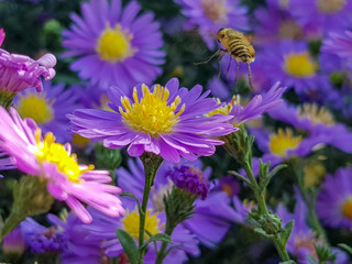 European honey bee (Apis mellifera) collecting pollen from fields of aster flowers. Close up macro shot, purple flower.