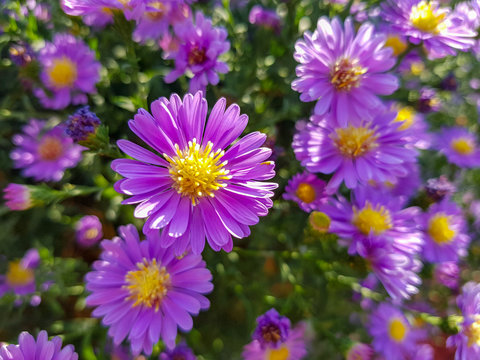 Fields of aster flowers. Close up shot, purple flower.