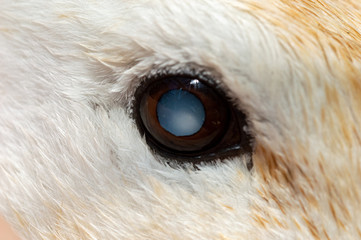 Cataract in domestic breed duck. Macro of eye causing blindness in pet Abacot Ranger.