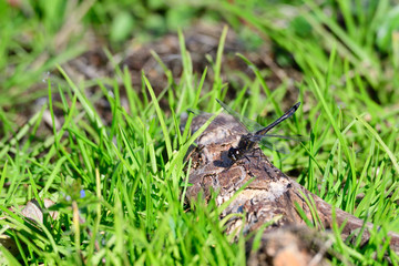 Schwarze Heidelibelle (Sympetrum danae) Männchen