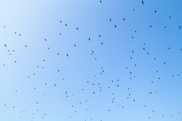 A large flock of small birds on a blue summer sky. Migration