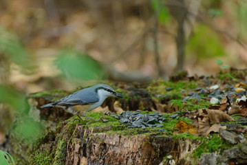 Nuthatch on the tree stump in the forest. Selective focus with shallow depth of field.
