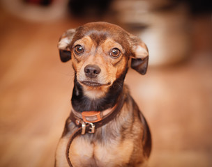 Miniature pinscher puppy at home.