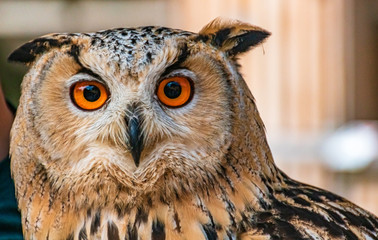 Beautiful eagle owl portrait with orange eyes