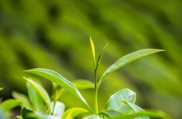 Fototapeta na wymiar Green Tea Leaves Close Up