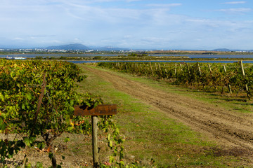 Fototapeta na wymiar Vignes au bord de l'étang