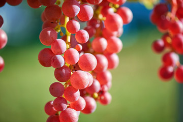 Sun setting on Red grapes - close up of a bunch of grapes, background.  Vineyards at sunset in autumn harvest. Ripe grapes in fall.