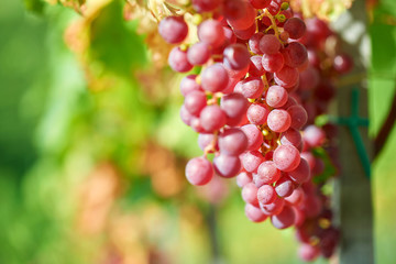 Sun setting on Red grapes - close up of a bunch of grapes, background.  Vineyards at sunset in autumn harvest. Ripe grapes in fall.
