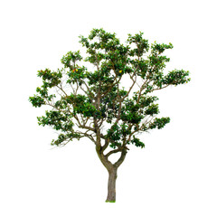 Obraz premium Tree isolated on the white background,for graphic decoration.