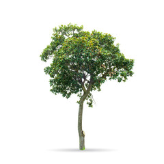 Tree isolated on the white background,for graphic decoration.