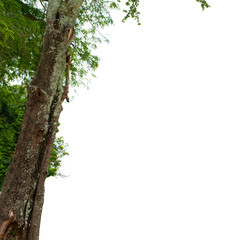 Tree isolated on the white background,for graphic decoration.