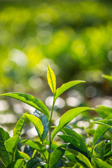 Close up of Green Tea Leaves 