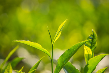 Close up of Green Tea Leaves 