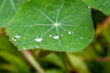 Raindrops on a green nasturtium leaf at summer.