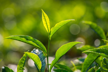 Close up of Green Tea Leaves 
